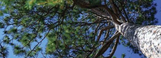 image of Hands Off Our Parks:  Defend Ontario's Natural Legacy